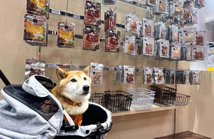 「当然、全部買ってくれるんですよね？」とでも言うようなまっすぐな瞳の柴犬