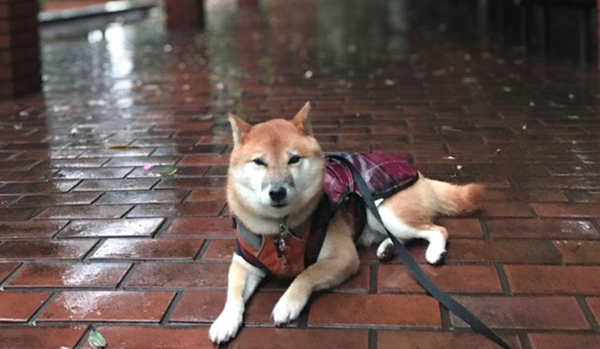 雨の日でも気にせず寝ようとするの、本当にやめて（涙）