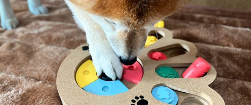 柴犬と脳トレチャレンジ大作戦～柴犬あるある自由なアンチエイジング編～