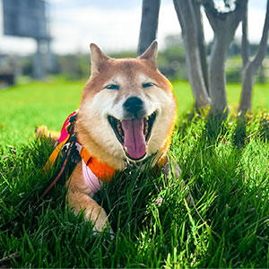 暑いので、ひなたは飼い主にまかせます！