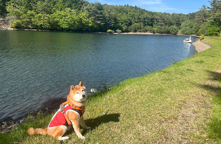 ゆっくりとお散歩して休憩しようと立ち寄った湖では、ほぼ歩かず、ご覧の表情。