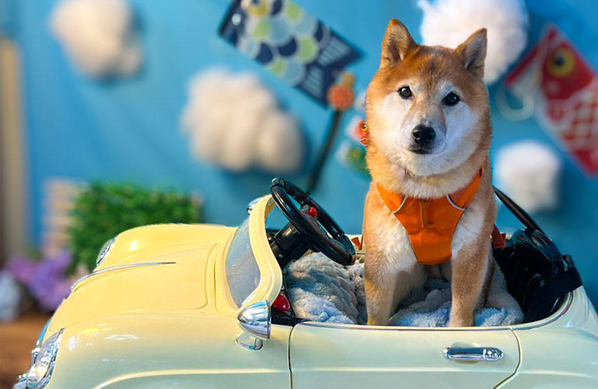 目的地は俺が決める！～柴犬あるある長距離ドライブ編～