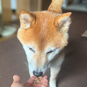 クンクン。「これ、なに？おいしい？」ちょっと怪しんでいる柴犬。