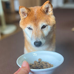 3日目。フードを見つめるだけで食べない柴犬。この後、盛大にちゃぶ台返し！「お気に入りのヤツ」が食べたくなったみたい