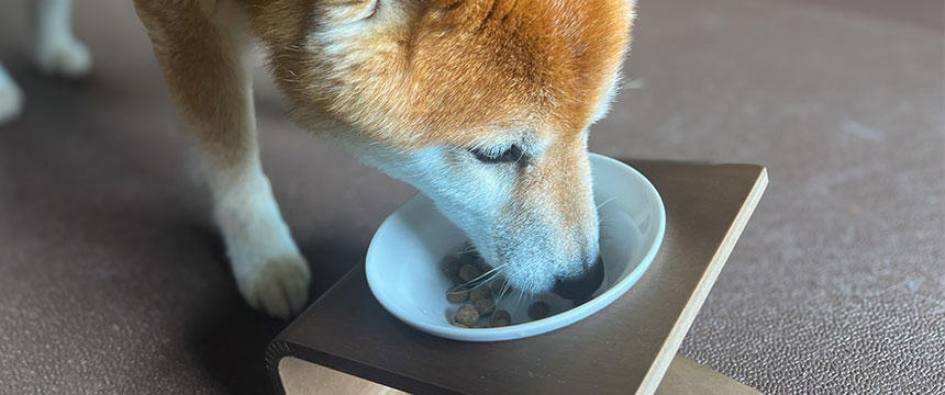 シニアの健康は寛容な心から？〜柴犬あるある低脂肪食のお試し編～