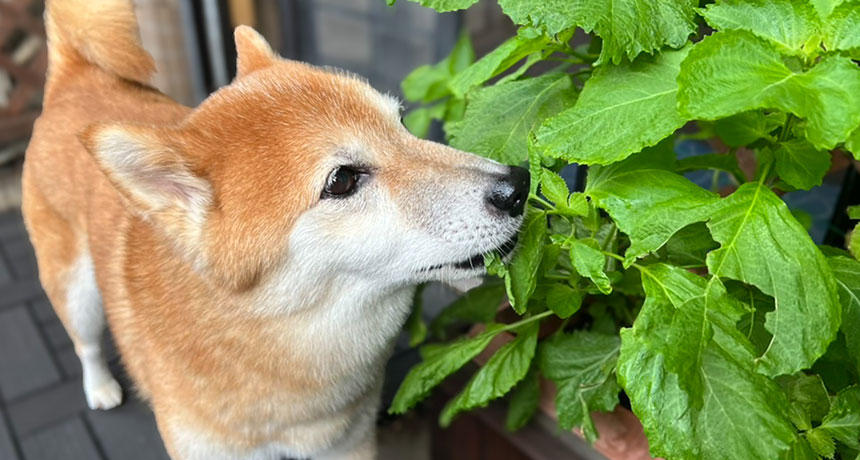 今日も家庭菜園の柴犬専用コーナーで贅沢サラダバー