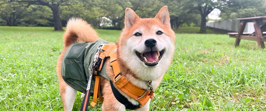 今が旬！犬の開きとハヒハヒ笑顔～柴犬あるある夏のお楽しみ編～