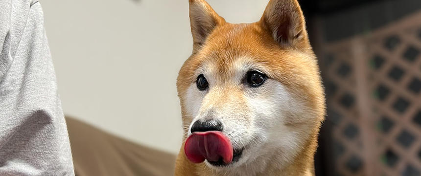 夏の夜空に打ち上がる天敵！〜柴犬あるある花火対策編～