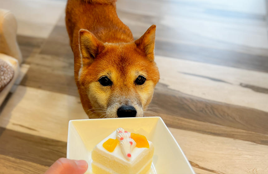 ごはんもサイコー！ケーキもいただきまーす。