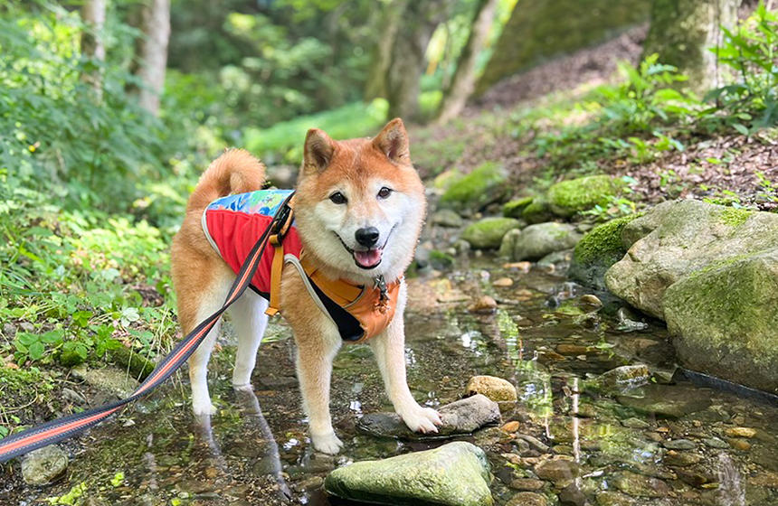 足湯みたいに川を楽しむ柴犬さん。涼しくてご機嫌