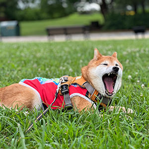 シニアだから疲れたの？　柴犬だからだらけてるの？　どっち？