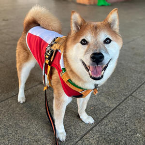 シニア期の頑固っぷりも、飼い主目線だと赤ちゃん返りのように感じます