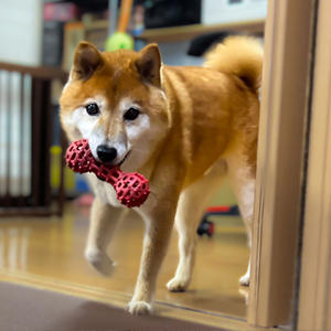 転がして遊ぶ知育玩具を、飼い主の元へせっせと運びます。遊び方、間違ってるよ……