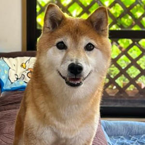 13歳にして、ソファーの肘掛けに前足をのせると飼い主と目があうと発見した柴犬。5分おきに「仕事終わった？」と聞かれています。