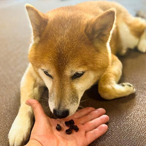 最初こそ疑ってかかっていましたが、一口サイズにしたら、クンクンもぐもぐ。からの、「おかわり！」でした