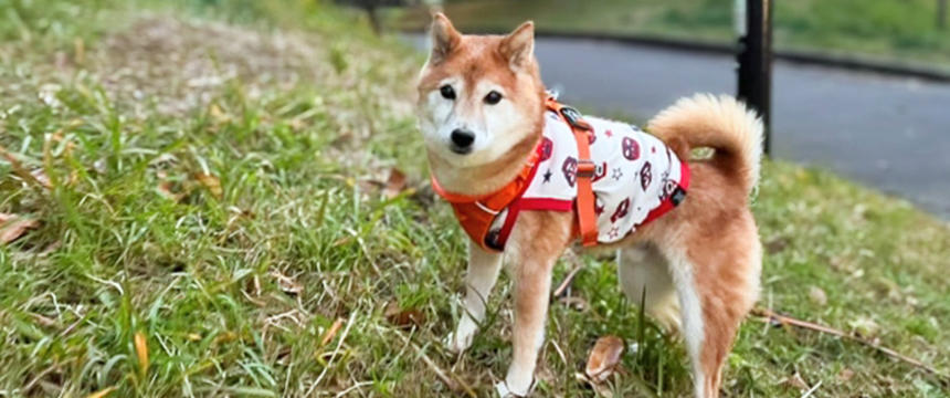 鍛えて癒して美味しく食べて～柴犬あるある・我が家の関節ケア編～