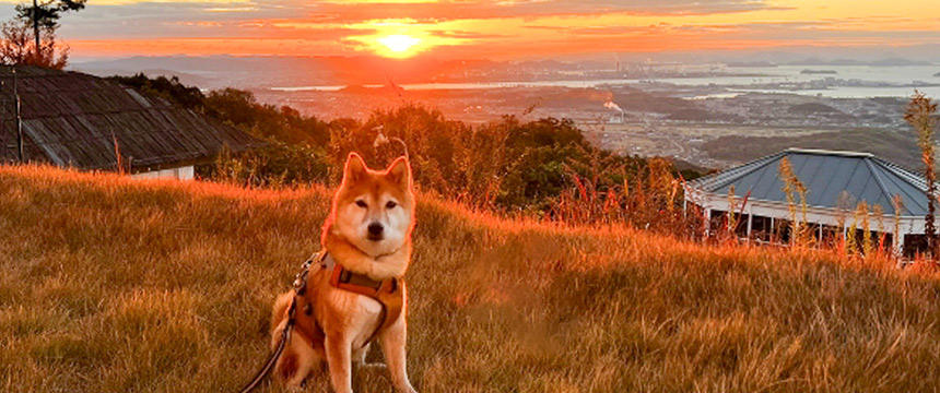 電車の旅はおてのもの？～柴犬あるある・新幹線の旅編～