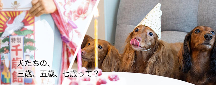 もうすぐ七五三。犬たちにとっての三歳、五歳、七歳ってどんな年齢？