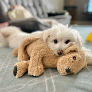 生まれたときからずっと一緒だというぬいぐるみ。サイズ感がちょうどいいのだとか。