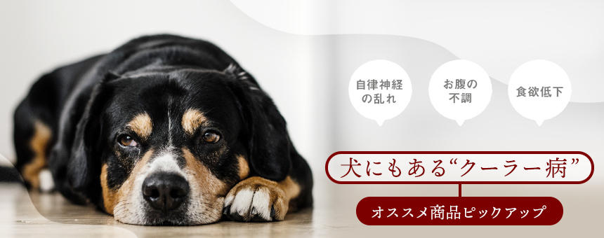 《PICKUP》犬にもある「クーラー病」～お悩み別にオススメアイテムのご紹介～