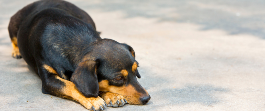 犬がため息をつく理由｜呆れ・リラックスなど犬の本音について解説【獣医師監修】