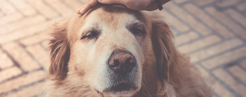 その行動、犬の視力低下のサインかも。シニア犬の行動をチェックしてみよう