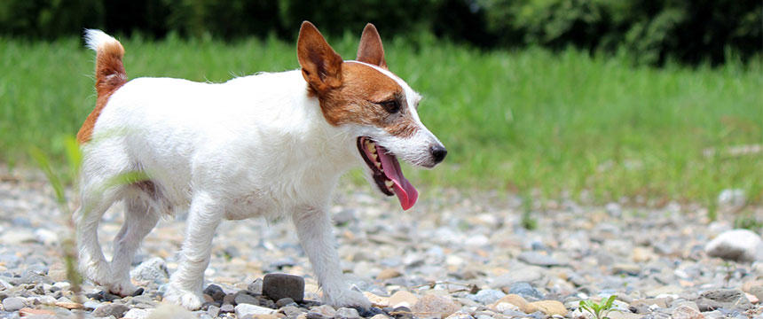 犬の心臓の負担を減らす。夏の「ヒートショック」とは？その他気を付けるべきことをまとめました。