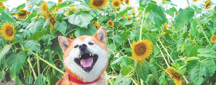 夏を象徴する花、ひまわりのちょこっと豆知識。