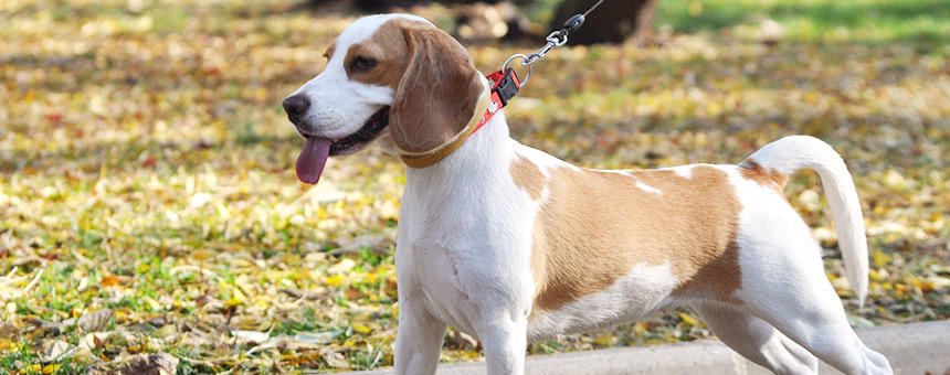 季節の変わり目、秋に気になる犬の健康管理ポイントまとめ《POCHIナビ》