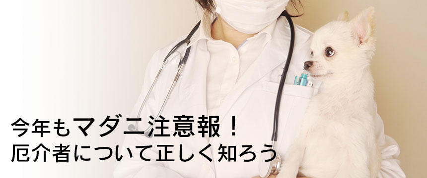 今年もマダニ注意報。草むら、森の中で寄生する厄介者について獣医さんが教えてくれました。