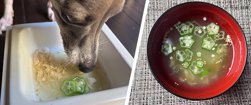 夏疲れに優しく効く「とろろ昆布の澄まし汁」を作ろう[#犬の手作り食レシピ]