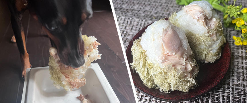 初めてでも安心！犬が喜ぶ手作りごはんレシピ #お出かけお弁当のおにぎり