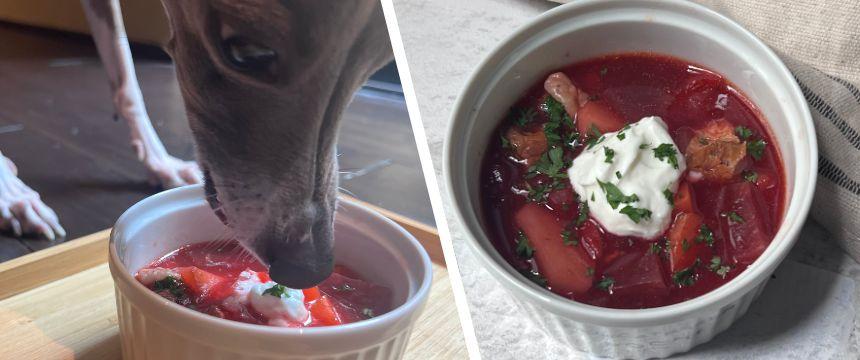 初めてでも安心！犬が喜ぶ手作りごはんレシピ #豚バラ軟骨で作る!ボルシチ風煮込みスープ