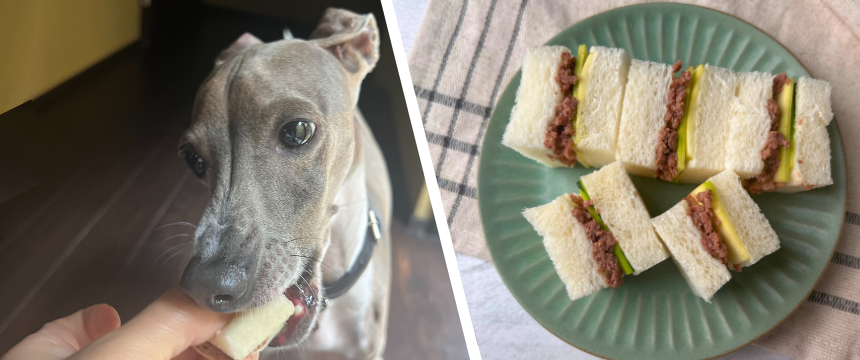 初めてでも安心！犬が喜ぶ手作りごはんレシピ ＃ズッキーニとひき肉のサンド