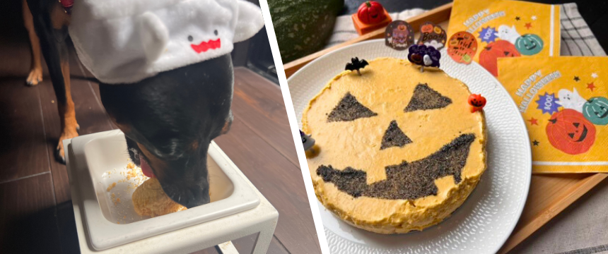 初めてでも安心！犬が喜ぶ手作りごはんレシピ ＃ハロウィンデザート！カボチャのチーズケーキ
