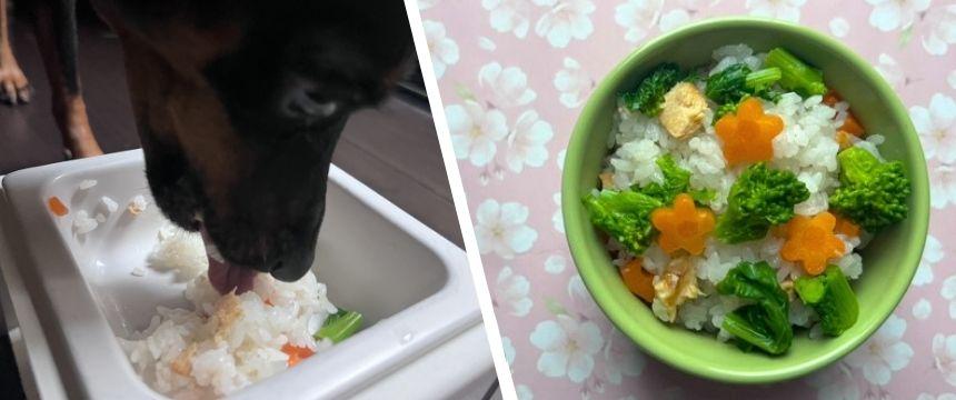 犬と楽しむ！ひな祭りの華やかレシピ ＃菜の花と鮭白子の炊き込みご飯