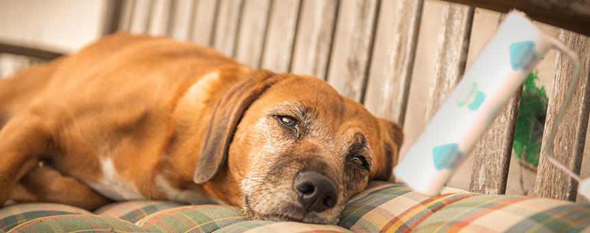 抜け毛が多い犬と少ない犬がいるのはなぜ？犬の被毛の豆知識。