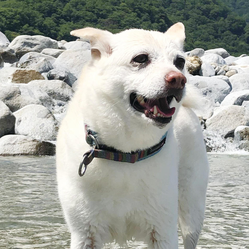 お名前：ピケちゃん(7月のカレンダー犬)