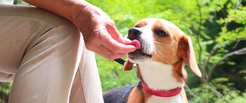 アレルギーが気になる犬に与えるなら？アレルゲン別オススメおやつピックアップ