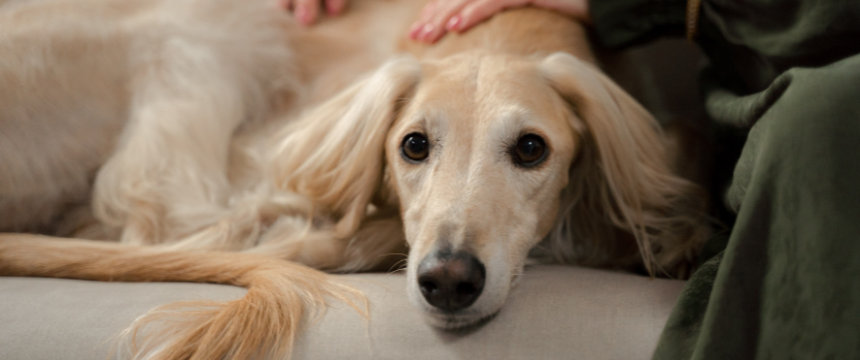 犬が震える原因とは？対処法や痙攣との見分け方についてご紹介【獣医師監修】