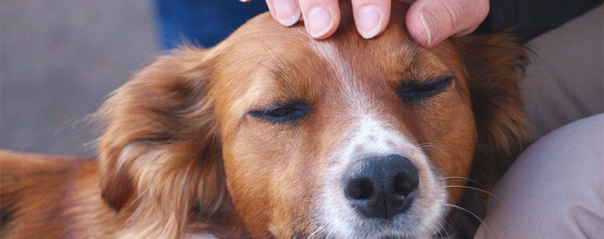 老犬の介護が始まったら。お悩み別、暮らしのアドバイス