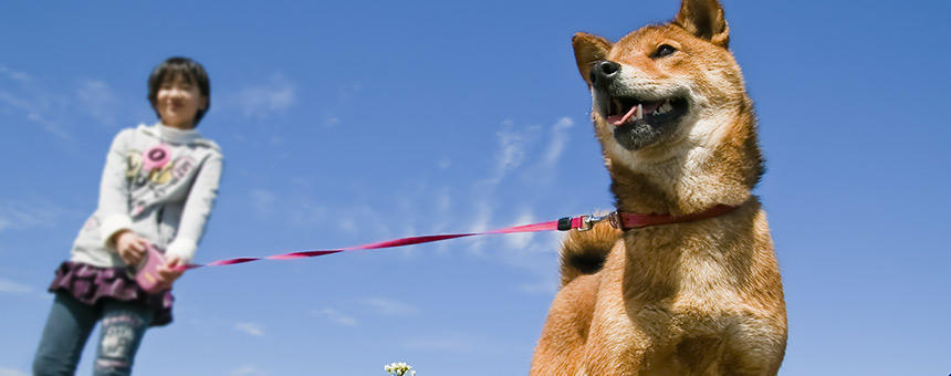 犬の散歩時間や医療費・食費はどれくらい？犬の健康に関するアンケート