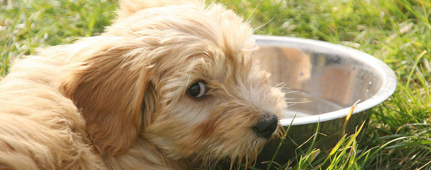 犬は1日でどれくらい水を飲むの？水分量の目安と飲水量を増やす対策