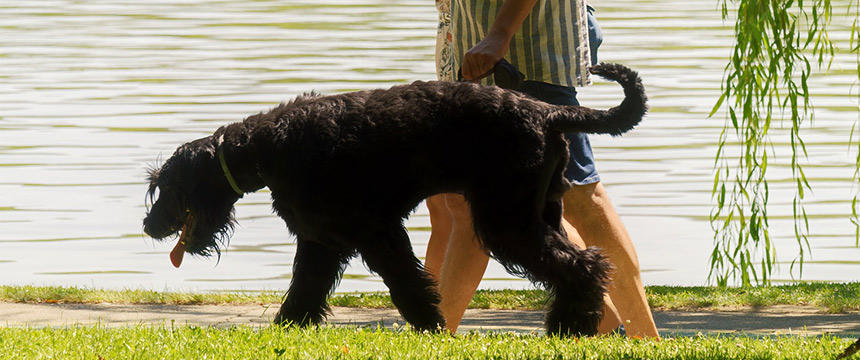 犬の散歩と食事に一工夫。犬の運動量を増やしてダイエットさせるコツ