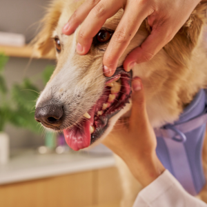 デンタルケアと合わせて口内の状態もチェックしていきましょう