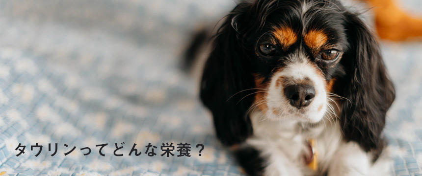 犬にとってのタウリンとは？どんな栄養なの？心臓病との関係は？