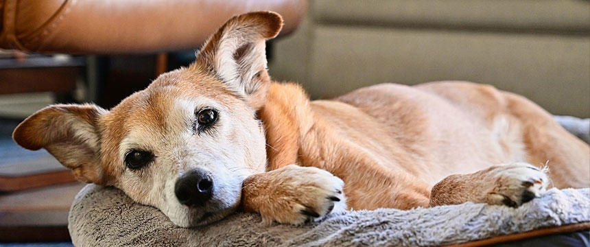 トリプトファンは、犬の心の落ち着きに役立つ栄養！多く含む食材は？どんな時に取り入れる？