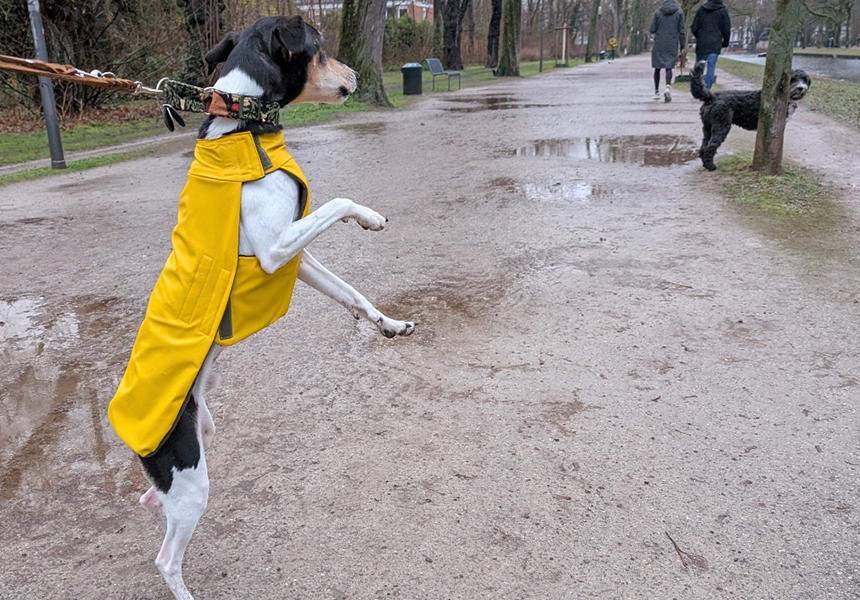 リードをつけず、自由に走り回る犬を見かけ、興奮気味のタビィです。