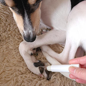 薬用リップで肉球の保護や保湿を。リップの形状や大きさが肉球に合い、使いやすいのです。