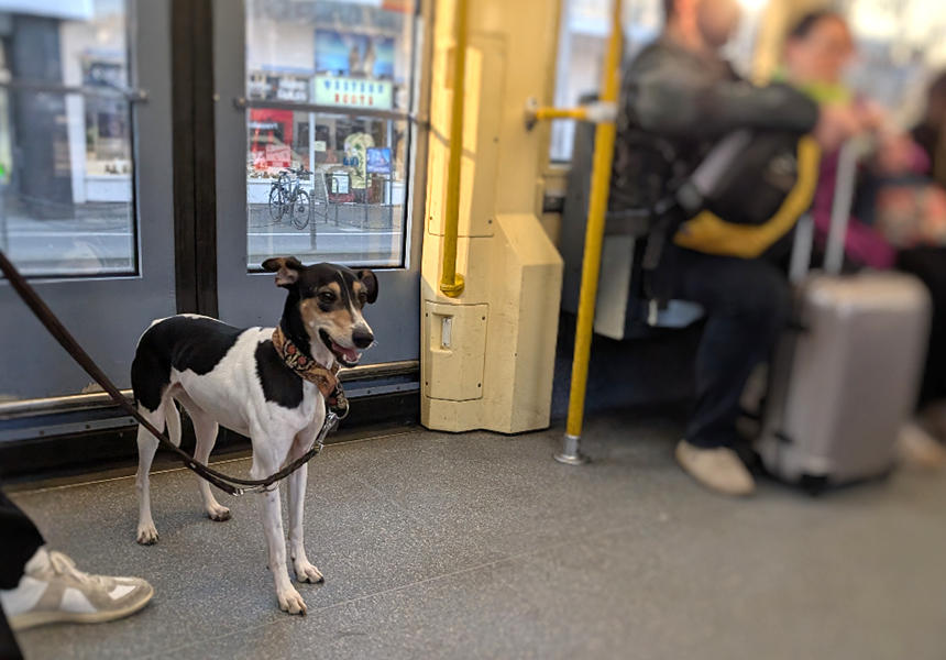 空いている車内でも緊張しているタビィ。